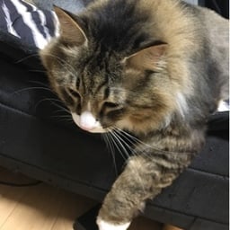 ゆ