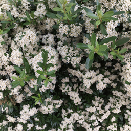 ecruenatural