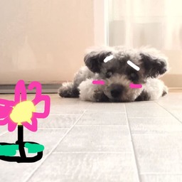 mimi