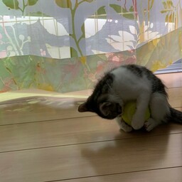 マロンまろん