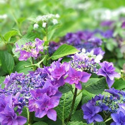 ちこ