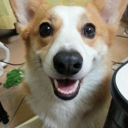 ＠rincorgis