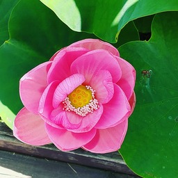 アトリエ虹と森　杏澤麗暁