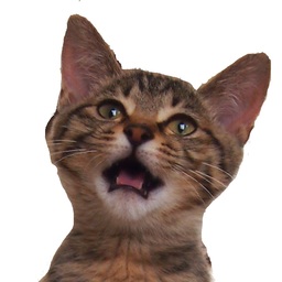 工房かじけねこ
