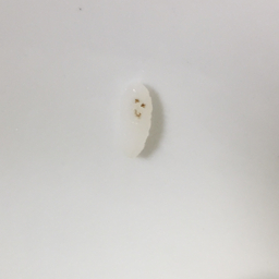 ぺのとり