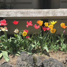 書作家★〜夢追い〜