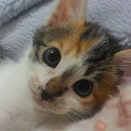 nekko