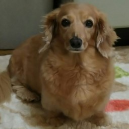 tomo