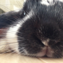 うさぎのぎん