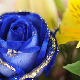 Blue rose