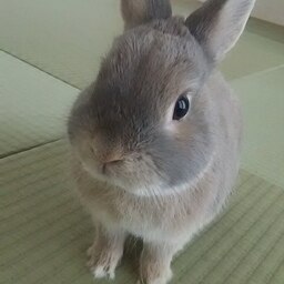 うさらん
