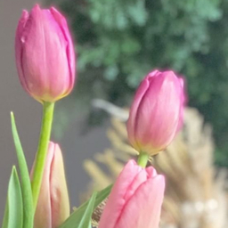 Tulpe〜トゥルペ〜
