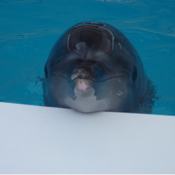 Jundolphins
