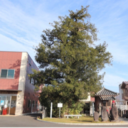 はーとふるチハヤ