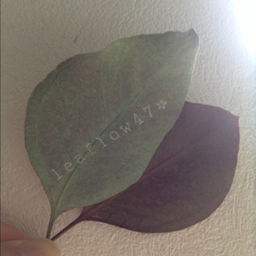 leaflow47