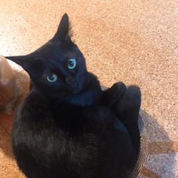 黒ねこ研究所
