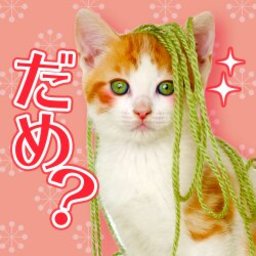 ゆきとら