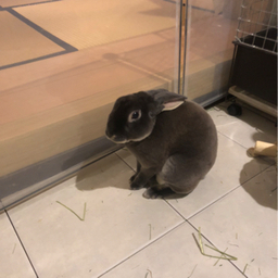 黒うさぎと草原