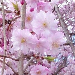 fumi