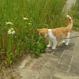 with-cats