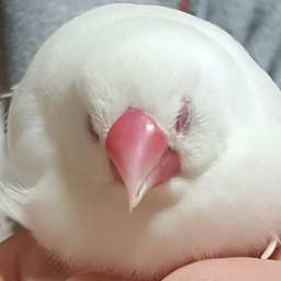 ちゅん太