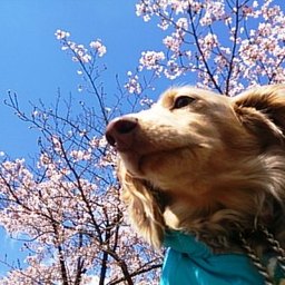 なないろ
