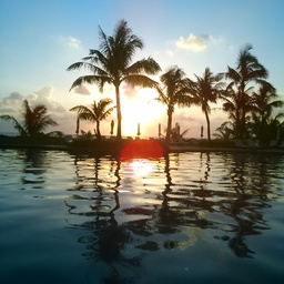 palm tree