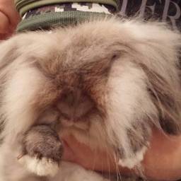 Rabbit hutch