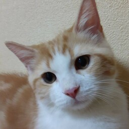 0707hosonori