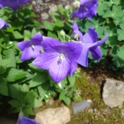 Lila (リーラ)