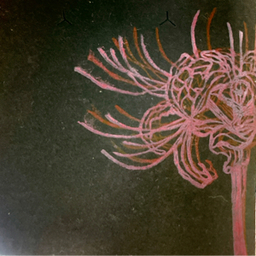 lycoris