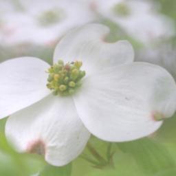 🌸花水木