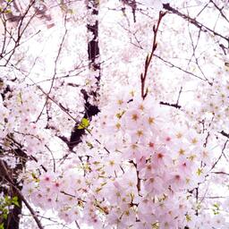 🌸こころあろま🌸