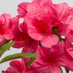 MuminのFlowers