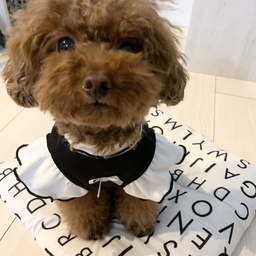 dogwear-pepe