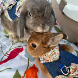 うさぎ工房