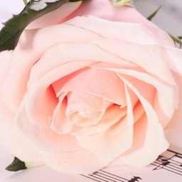 white-rose74