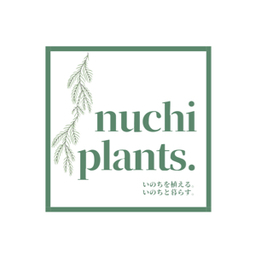 nuchi   plants.