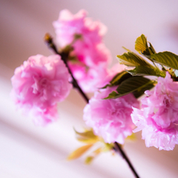 lilas-lys