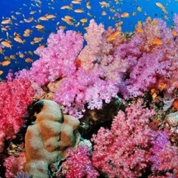 jewel-reef