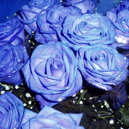 rose653