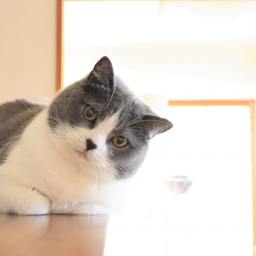 ねんねこ