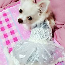 chacomodeわん’s