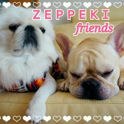 zeppeki♡friends