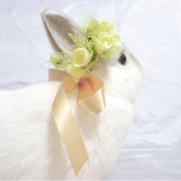 fleur de lapin