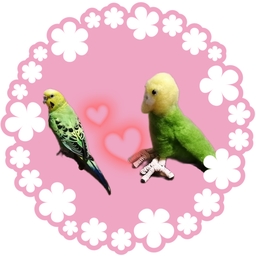 Piyo Piyo*鳥のおもちゃ屋さん*