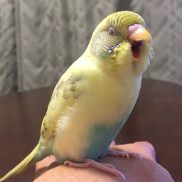 corn-chan