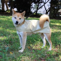 ポチ郎