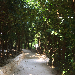 らぴとあめさん