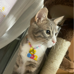 animalsribon